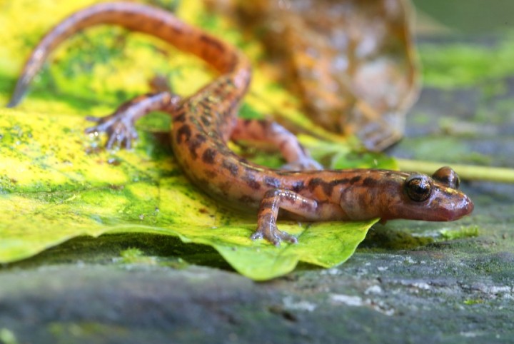 Cave Salamander